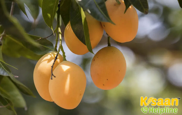 Dashehari (दशहरी)